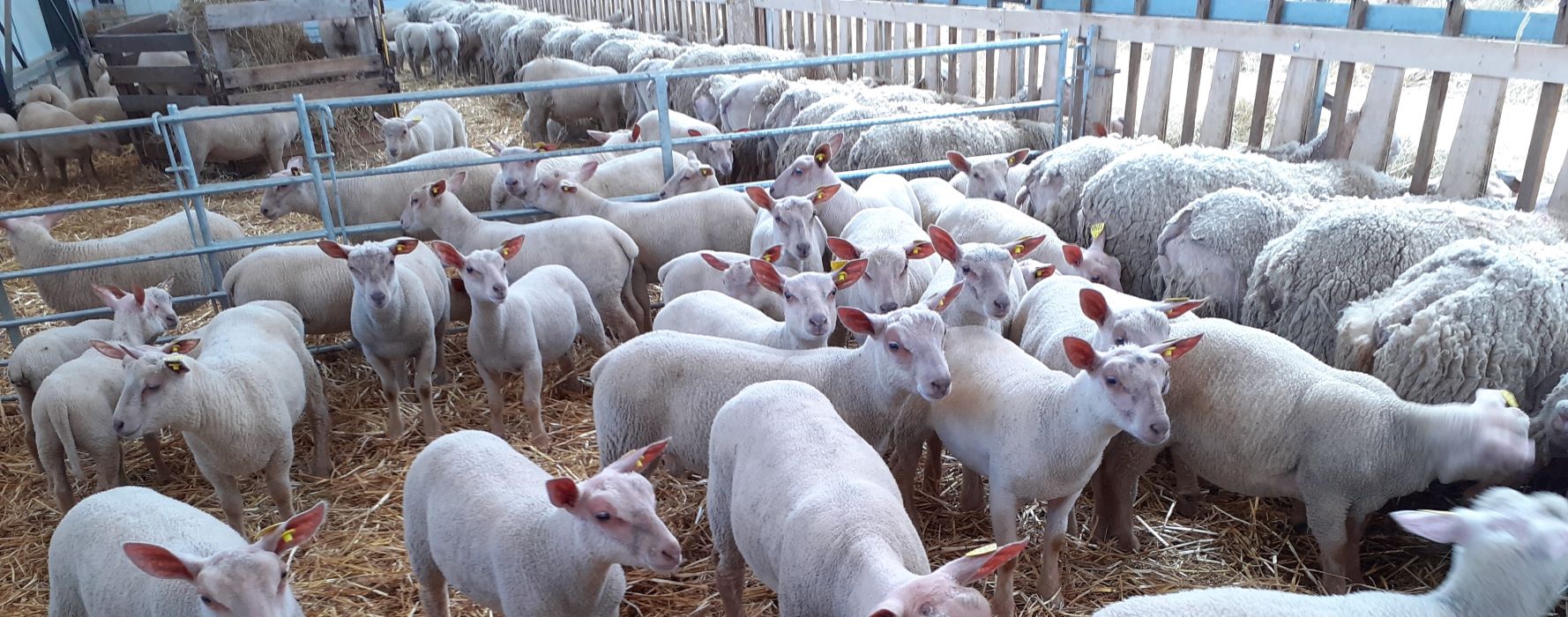 Un programme de recherche pour revaloriser 2 races ovines françaises