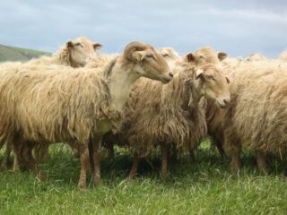 Rendez-vous annuel Résolaine